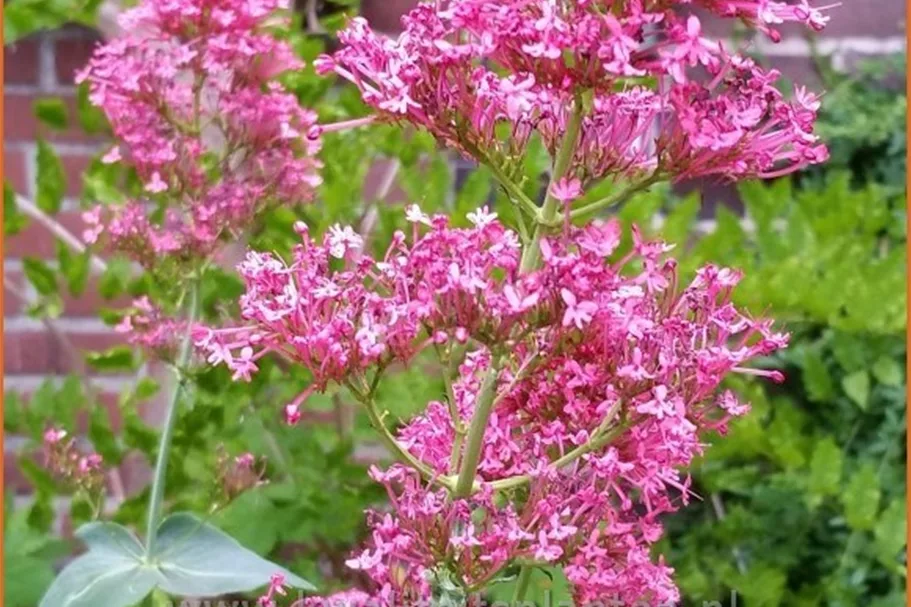 Centranthus ruber 'Coccineus'