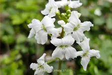Cardamine trifolia