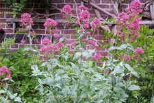 Centranthus ruber 'Coccineus'