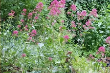 Centranthus ruber 'Coccineus'