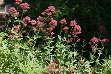 Centranthus ruber 'Coccineus'