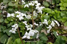 Cardamine trifolia