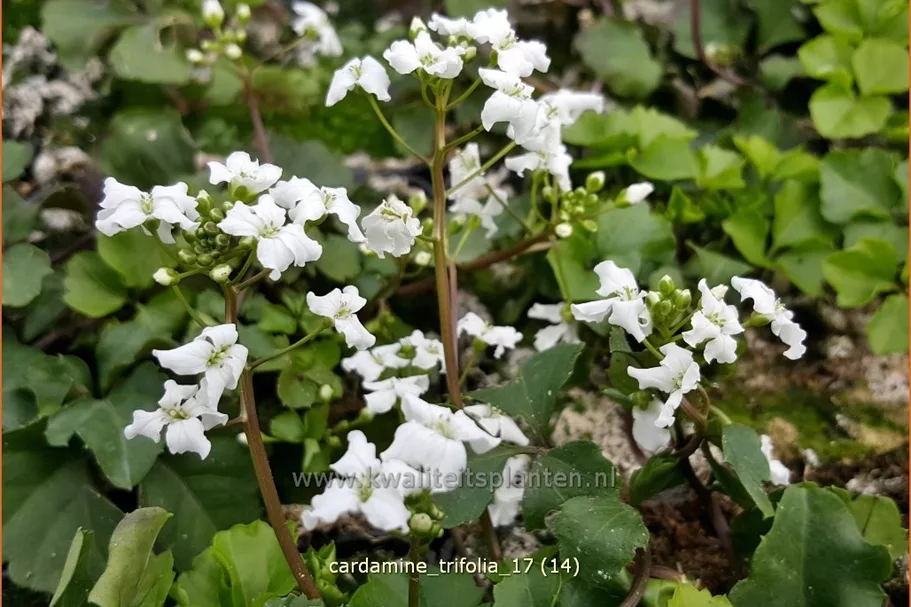 Cardamine trifolia