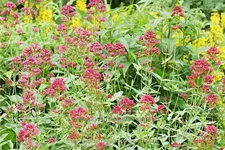 Centranthus ruber 'Coccineus'