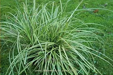 Carex oshimensis 'Ice Cream'®