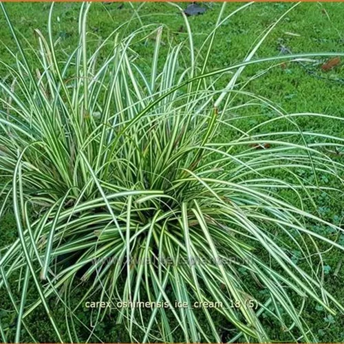 Carex oshimensis 'Ice Cream'®