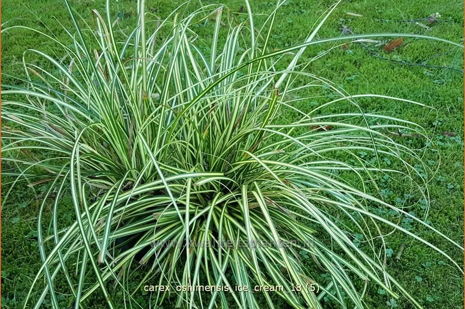 Carex oshimensis 'Ice Cream'®