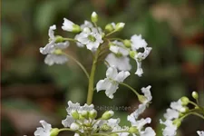 Cardamine trifolia
