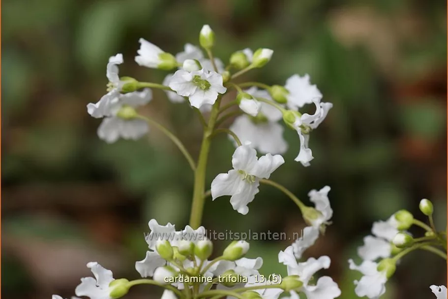 Cardamine trifolia