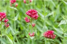 Centranthus ruber 'Coccineus'