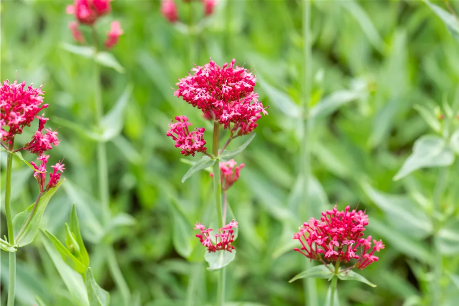 Centranthus ruber 'Coccineus'