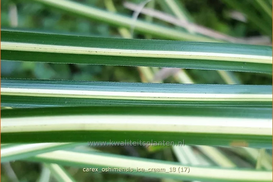 Carex oshimensis 'Ice Cream'®