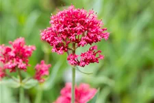 Centranthus ruber 'Coccineus'
