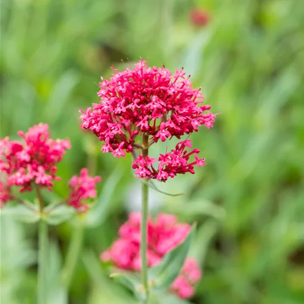 Centranthus ruber 'Coccineus'