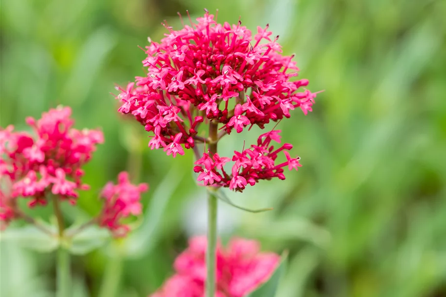 Centranthus ruber 'Coccineus'
