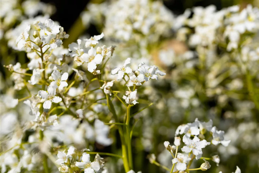 Cardamine trifolia