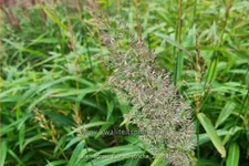 Calamagrostis brachytricha