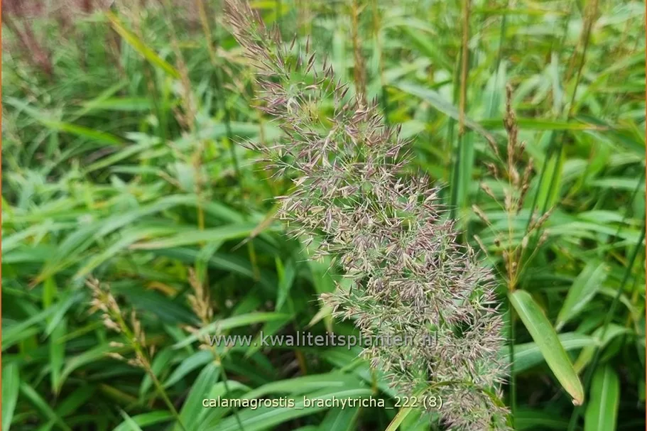 Calamagrostis brachytricha
