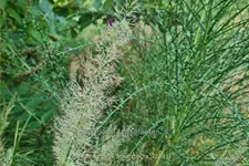 Calamagrostis brachytricha