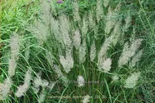 Calamagrostis brachytricha
