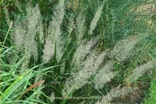 Calamagrostis brachytricha