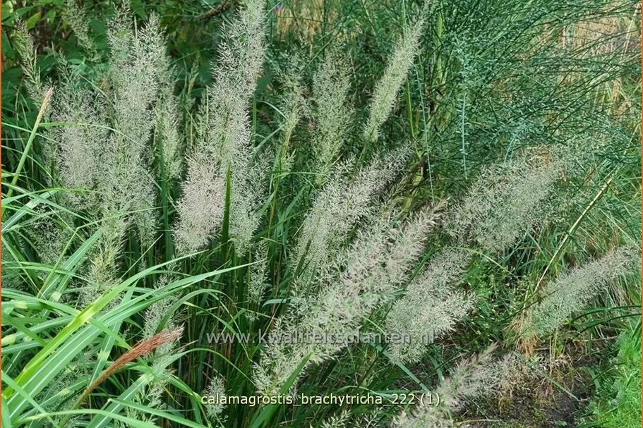 Calamagrostis brachytricha