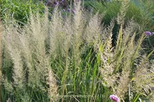 Calamagrostis brachytricha