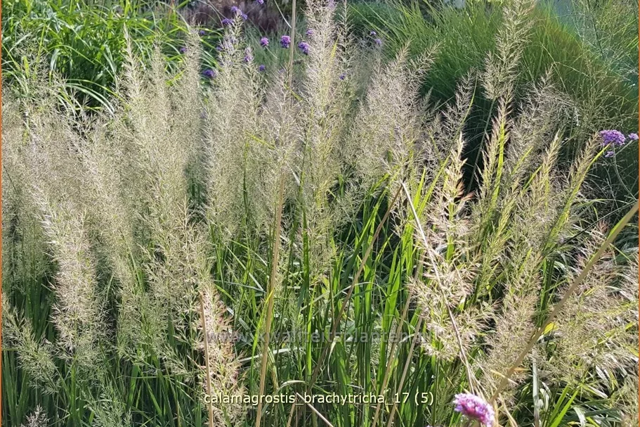 Calamagrostis brachytricha