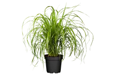 Calamagrostis brachytricha