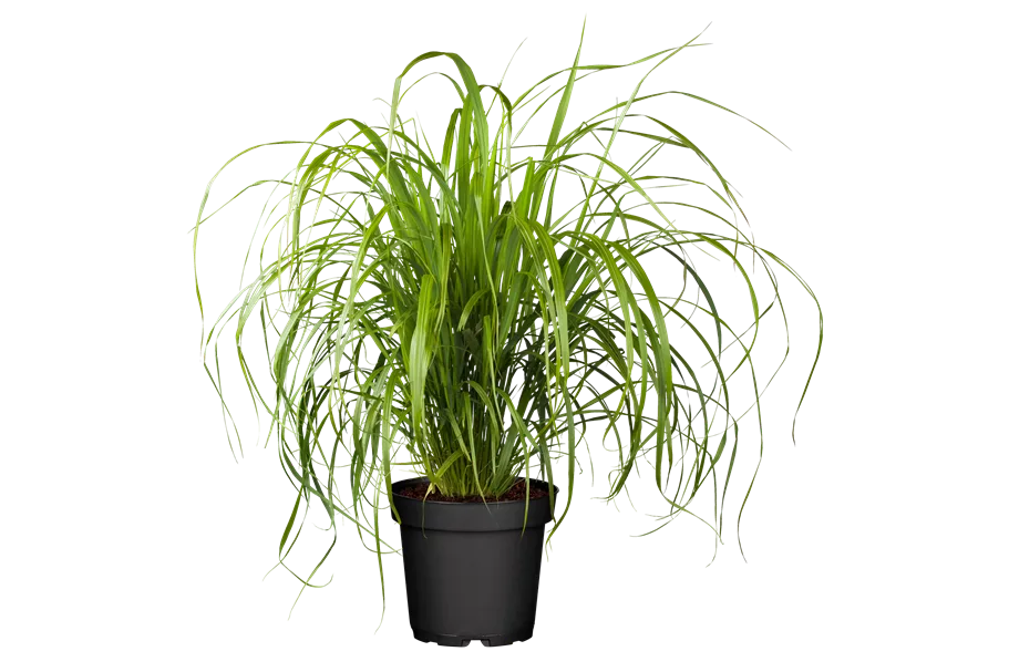 Calamagrostis brachytricha