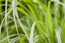 Calamagrostis brachytricha