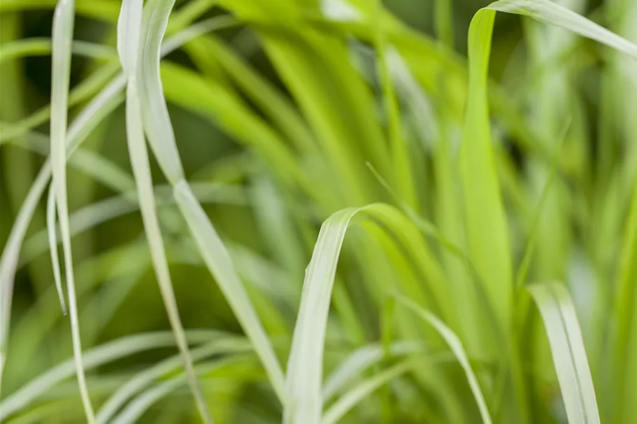 Calamagrostis brachytricha