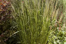 Calamagrostis brachytricha
