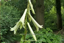 Cardiocrinum giganteum