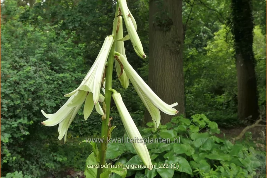 Cardiocrinum giganteum