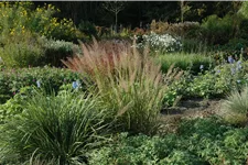 Calamagrostis brachytricha