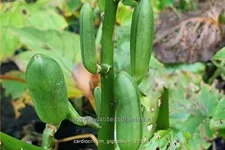 Cardiocrinum giganteum