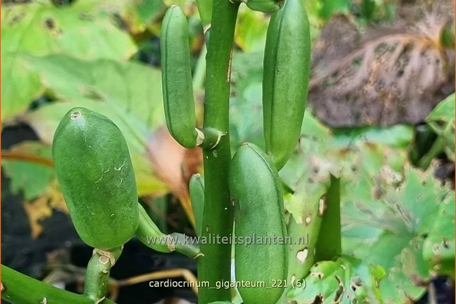 Cardiocrinum giganteum