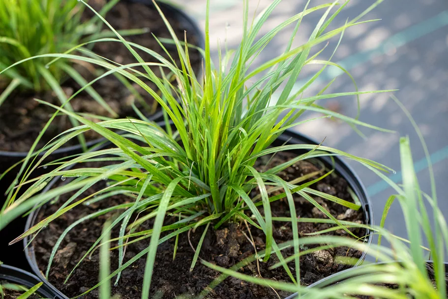 Calamagrostis brachytricha