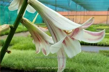Cardiocrinum giganteum