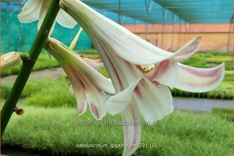 Cardiocrinum giganteum