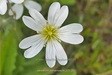 Cerastium tomentosum