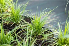 Calamagrostis brachytricha