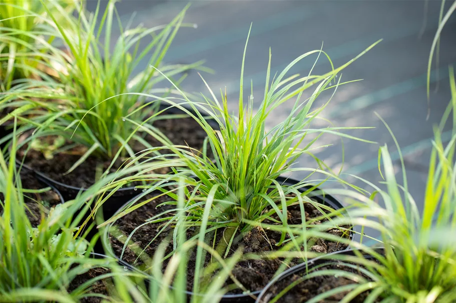 Calamagrostis brachytricha