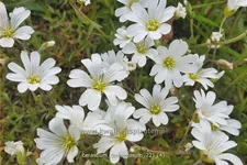 Cerastium tomentosum