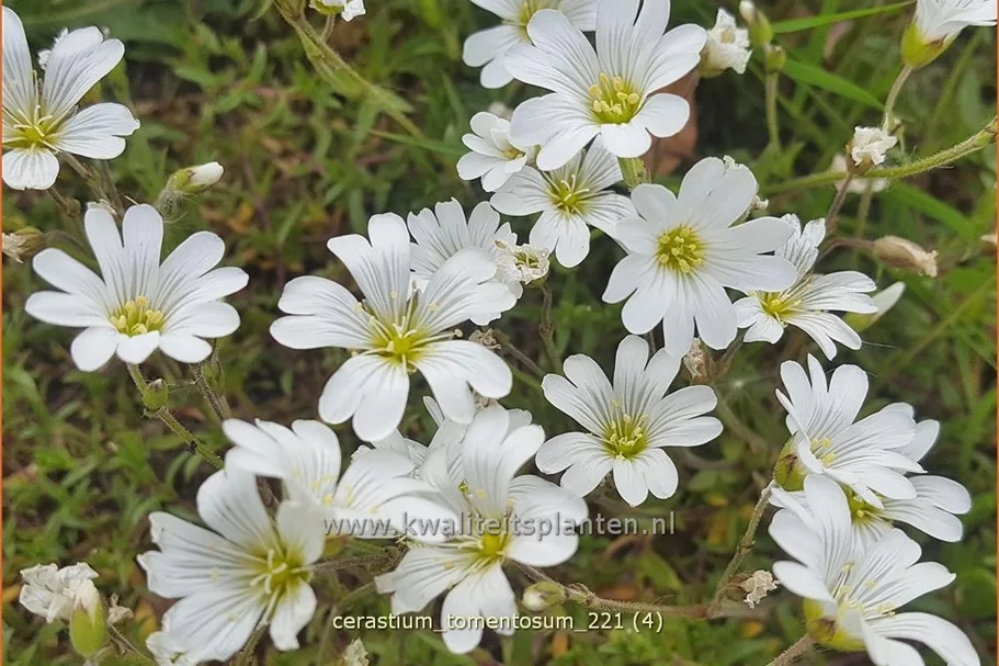 Cerastium tomentosum