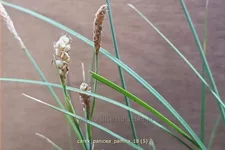 Carex panicea 'Pamira'