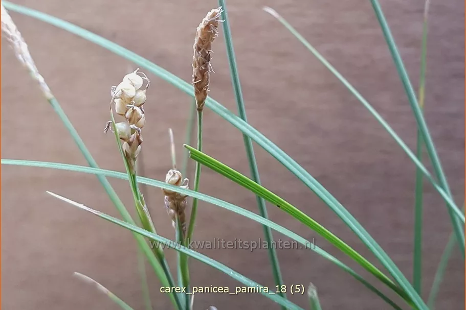 Carex panicea 'Pamira'