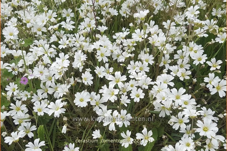 Cerastium tomentosum