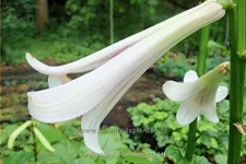 Cardiocrinum giganteum